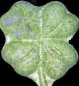 Kleeblatt sample 10002