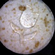 Tulpe sample 10132