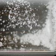 Cut Cocaine sample 10356