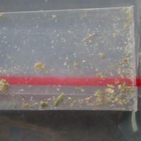 Weed sample 10409