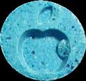 Apple sample 1040
