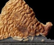 Brown Mushroom sample 10667