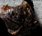 Black Tar Heroin sample 11050