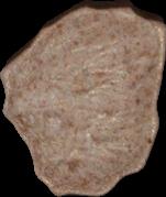 Lion sample 11250