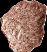 Lion sample 11763