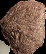 Lion sample 11767