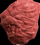Lion sample 11788