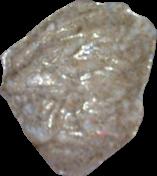 Lion sample 11874