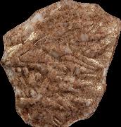 Lion sample 12483
