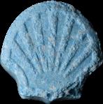 Shell sample 13130