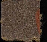 Schmetterling sample 13294