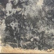 Brown Molly sample 13322