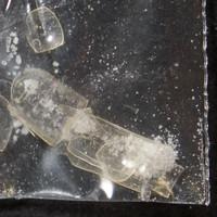 DCK sample 13343