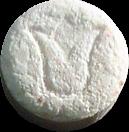 Tulip sample 1343