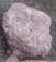 Dark Purple Molly sample 13623