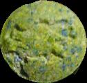 Dragon sample 1423