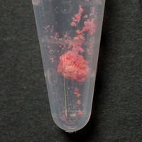 Tusi sample 14532