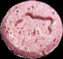 Dolphin sample 1456