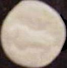 Dolphin sample 147