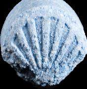 Shell sample 15165