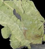 Leaf Material sample 15887