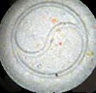 Yin Yang sample 1633