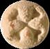 Crossbones sample 1646
