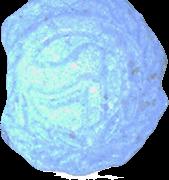 Antifa sample 16510