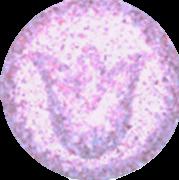 Tulip sample 16513