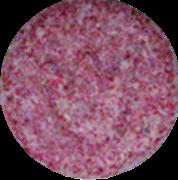 Tulip sample 16515