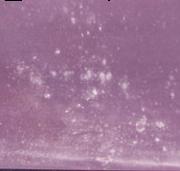 Tranq sample 16907