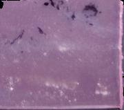 Tranq sample 16917