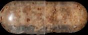 Brown Molly sample 17173