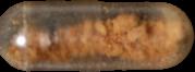 5-MeO-DMT sample 17823