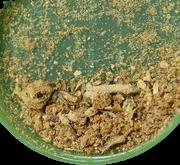 Weed sample 17855