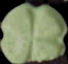 Green Clover sample 178