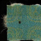 LSD Filz sample 17996