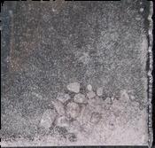 Purple Sassafras sample 18103