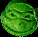 Ninja Turtles sample 1812