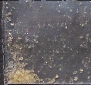 Bufo sample 18655