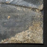 Dried Mushroom sample 19848