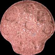 Mushroom sample 20399