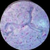 Lavender Puma sample 2079