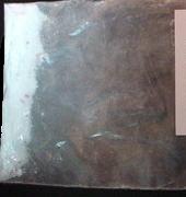 Speckled Molly sample 2344