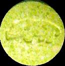 Green Gecko sample 2380