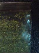Plant Material sample 2433