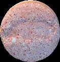 Hippo, Pig sample 2457