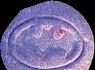 Purple Batman pill — lab-tested sample