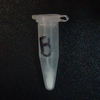 Kitty lab-tested pill