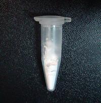 Molly Eppendorf lab-tested pill